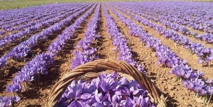 نطنز قطب تولید زعفران در نصف جهان